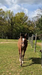 Veulen (vr) Franse rijpony PFS Te koop 2025 Donker bruin / bai