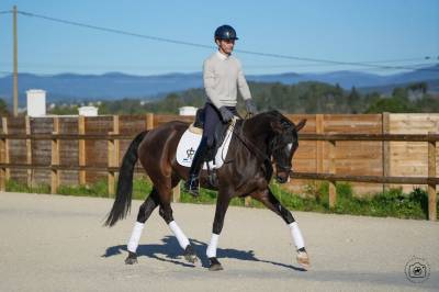Jument - KWPN  - 6 ans - Dressage - France
