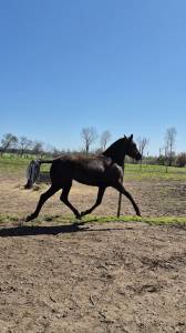  Vente pouliche Pure Race Espagnole 