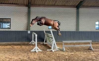 Potro 3 a&ntilde;os entero/stallion 