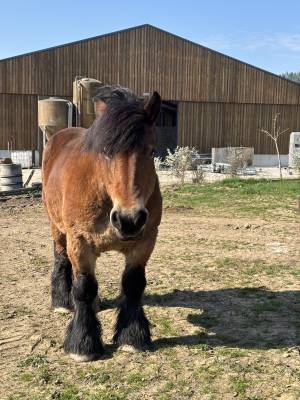 Jument trait ardennais plein papier  