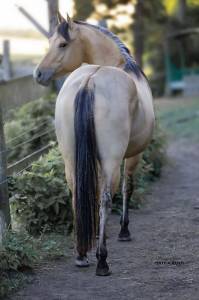 Spooks Whiz Crome 86 - Quarter Horse 2022 , BLACKBURNS SMOKN ICE