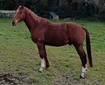 Cheval 13 ans  cso, balades, dressage