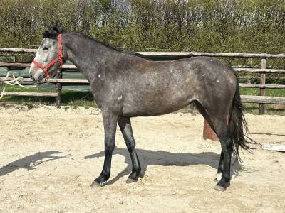 Cavalla origine non conosciuta  in vendita 2023 grigio