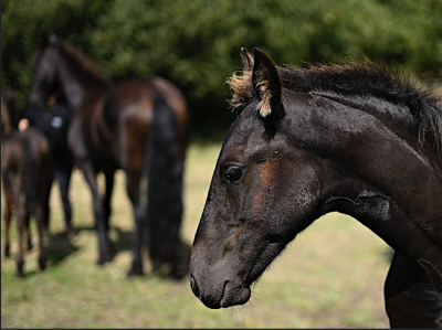 Caballo entero frisón en venta 2025 negro por maurus 441