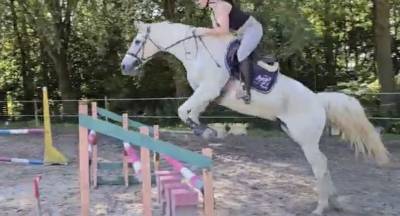 Sf 14 ans - hongre d’expérience et ultra fiable