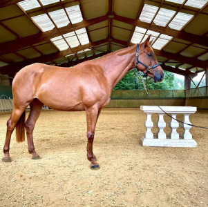 Cavalla sella francese in vendita 2016 sauro