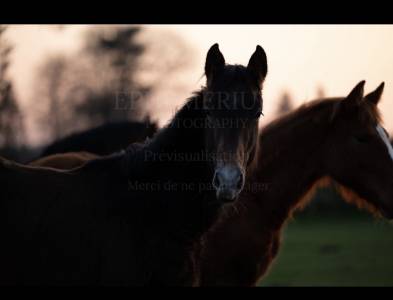 Petit fils de garfield de tiji des templiers 