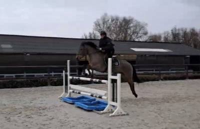 Polo de pablo - cheval à vendre de loisirs 9 ans