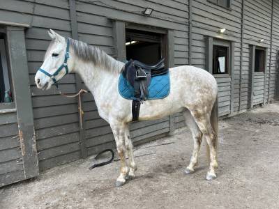 Cheval à vendre - alfi, cheval au grand cœur