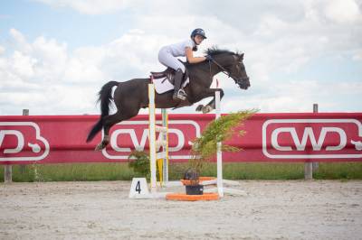 Hengst Franse rijpony PFS Te koop 2012 Koffie vos ,  LINARO SL