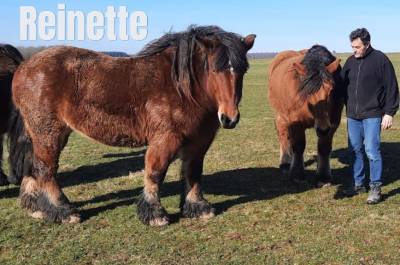 Jument trait ardennais 17 ans à vendre