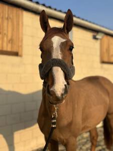 Magnifique hongre de 5 ans 