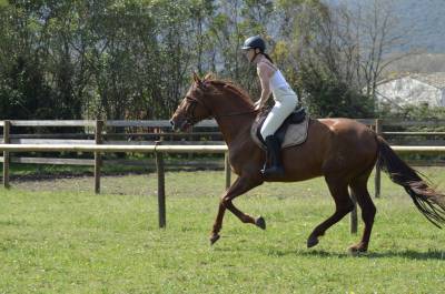 Exceptionnel pre alezan entier 5 ans  1m75 