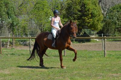 Entire PRE Pure Spanish Bred For sale 2021 Chesnut