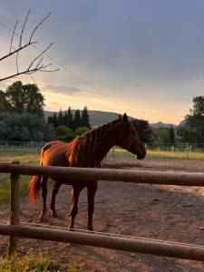 Entire pre pure spanish bred for sale 2021 chesnut