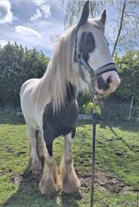 Irish cob 3 ans
