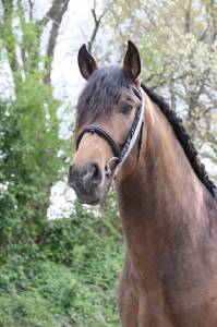 Fiador salvatella ii - entier - pre 4 ans - 1m72 -  