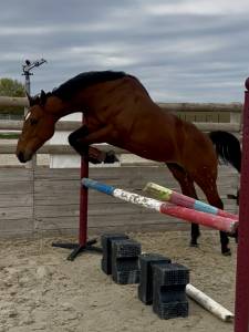 Cheval de sport 5 ans hongre