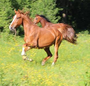 Hongre 5 ans sf originel par ernest 