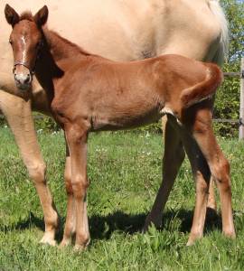 Veulen (vr) selle français te koop 2026 vos