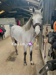 Merrie Connemara Te koop 2020 Schimmel ,  E Cinn