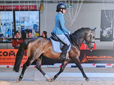Hengst Franse rijpony PFS Te koop 2022 Isabel