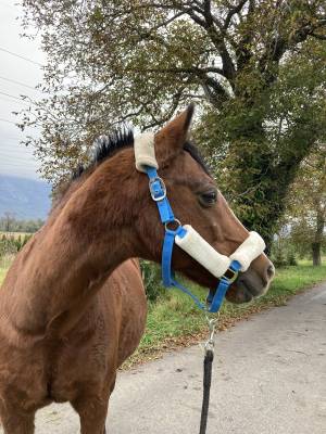 Urgent! cheval à la retraite à placer