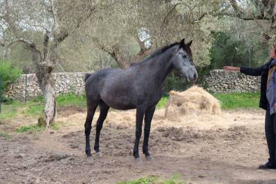 Purosangue arabo maschio 4 anni &ndash; domato, pronto al lav