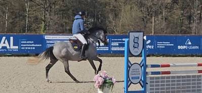 Yegua Silla Franc&eacute;s En venta 2021 Tordo por Untouchable 27