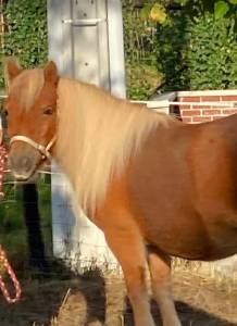 magnifique jument shetland 12 ans