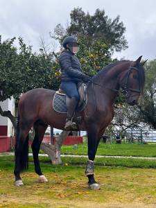 CABALLO CASTA&Ntilde;O DE CATEGOR&Iacute;A