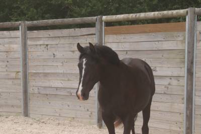 Merrie Franse rijpony PFS Te koop 2020 Zwart