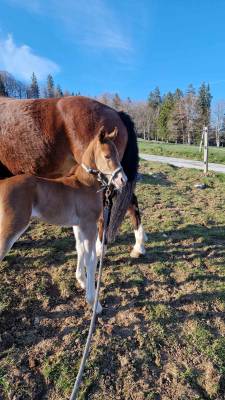 A placer pour cet automne poulain FM Cappucino 