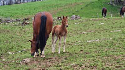 A placer pour cet automne poulain FM Cappucino 