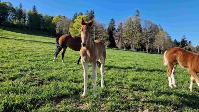 A placer pour cet automne poulain FM Cappucino 