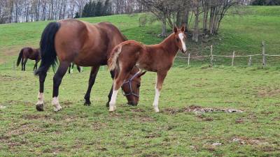 Puledra franche-montagne in vendita 2026 sauro ,  exaequo