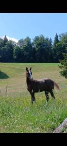 A placer pour cet automne pouliche fm dynamite