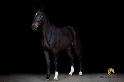 Impress-K van 't Kattenheye Z x Cornet Obolensky