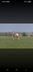 Poulain paint appaloosa a vendre 1 an