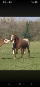 Poulain de 2ans et demi a vendre paint appaloosa 