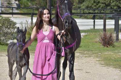 Vendue / pouliche psa pur-sang arabe noire homozygote 