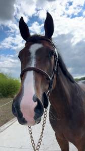 Jument professeur a vendre 