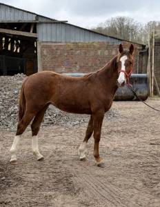 Mâle 1 an par kannan