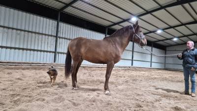 Vendo potro alaz&aacute;n tostado 