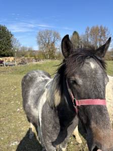 Jeune pouliche de 1an