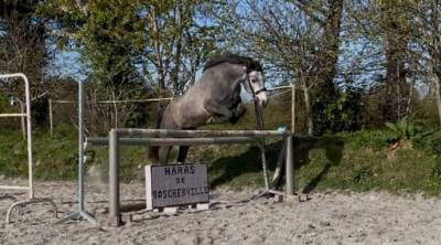 Merrie Connemara Te koop 2022 Schimmel