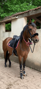 Merrie Bekend ras Te koop 2013 Bruin / Bai ,  Ulmazir El Mazir