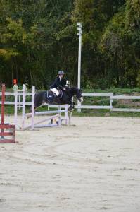 Merrie Ras onbekend Te koop 2019 Bruinroan