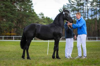 Cavalla frisona - scuderia imperial carrera r